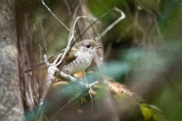 Kukacka nadherna - Chalcites lucidus - Shining Bronze Cuckoo o4501